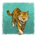 tiger (Illustration von Till Lassmann / Sebastian Koch)