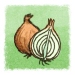 onions (Illustration von Till Lassmann / Sebastian Koch)
